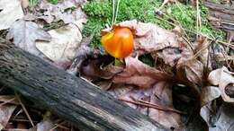 Imagem de Amanita elongata Peck 1909