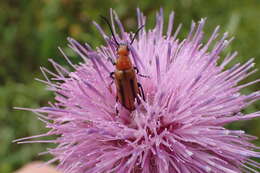 Image of Nemognatha (Nemognatha) piazata bicolor Le Conte 1853