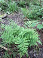 Imagem de Dryopteris dilatata (Hoffm.) A. Gray