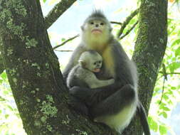 Image of Black Snub-nosed Monkey