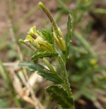 Sisymbrium turczaninowii Sond.的圖片