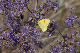 Image of Colias chrysotheme (Esper 1777)