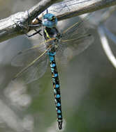 Image of California Darner