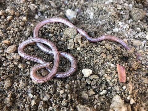 Imagem de Namibiana occidentalis (Fitzsimons 1962)