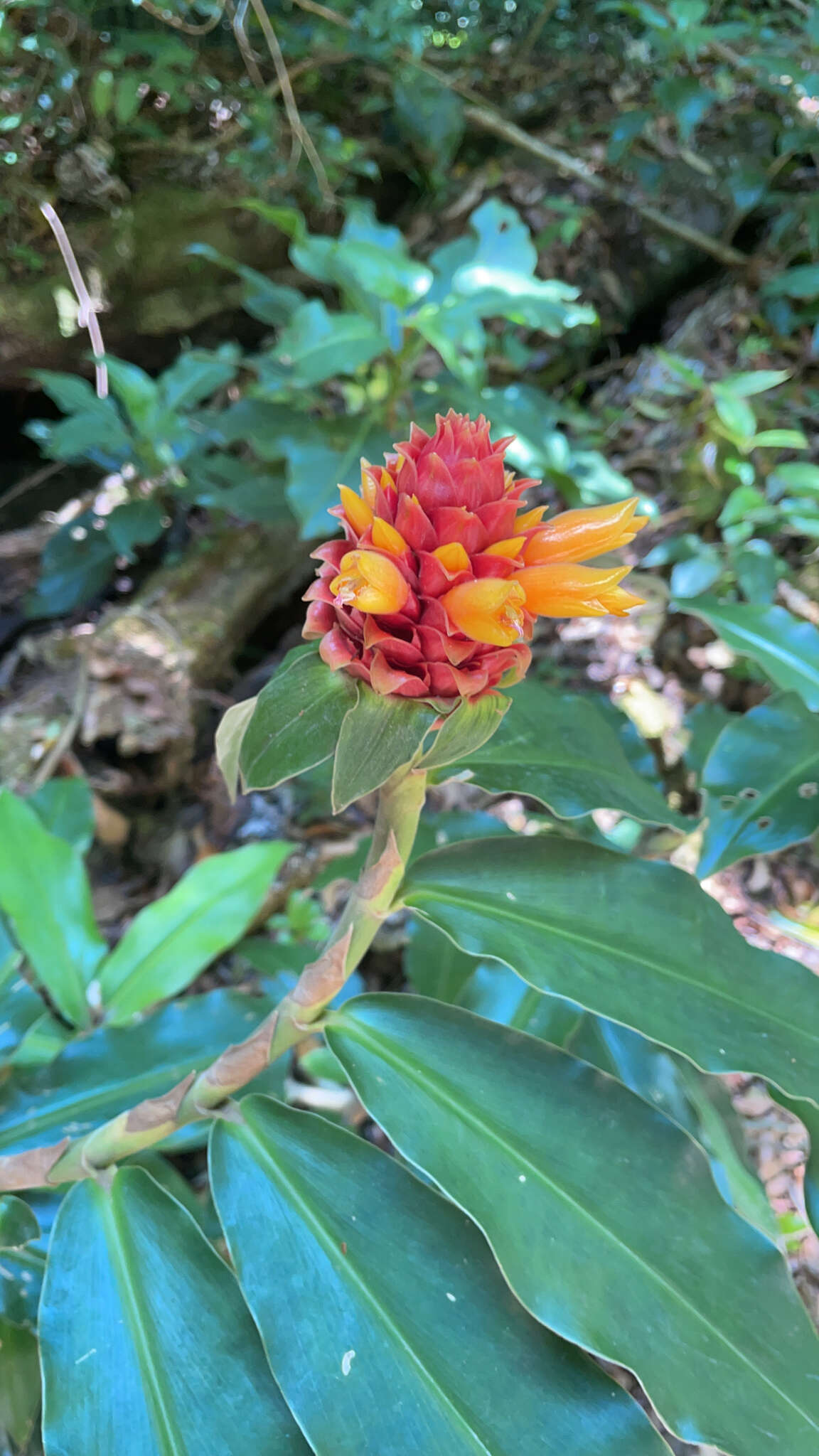 Imagem de Costus montanus Maas