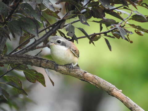 Image of Burmese Shrike