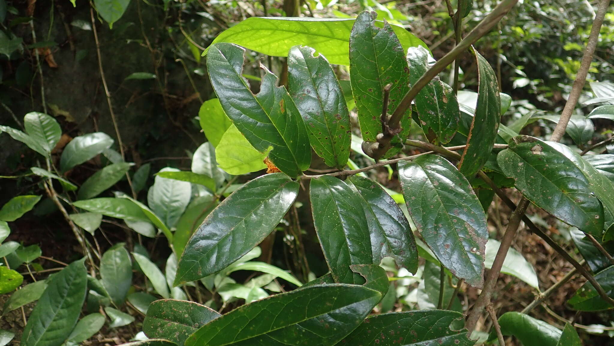 Camellia furfuracea (Merr.) Cohen-Stuart resmi