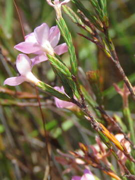 Image of Lachnaea uniflora (L.) Cr.