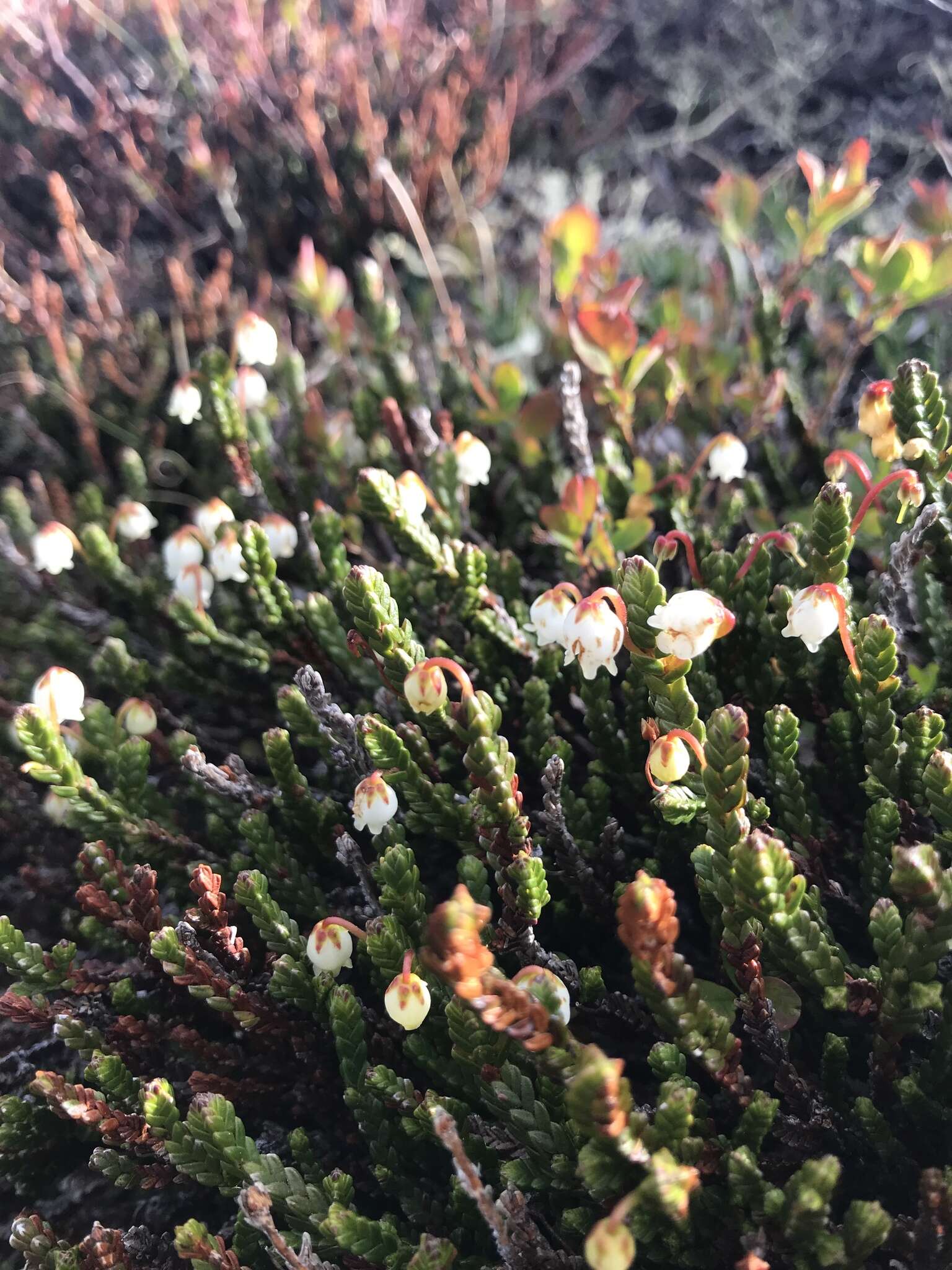 Image of white arctic mountain heather