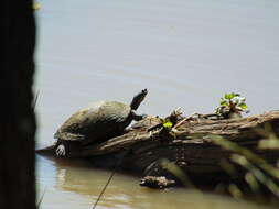 Image of Eastern River Cooter