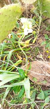 Image of Ornithogalum arabicum L.