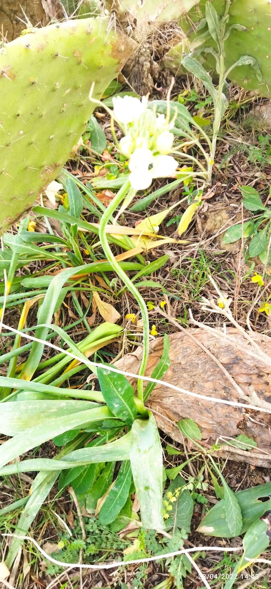 Imagem de Ornithogalum arabicum L.