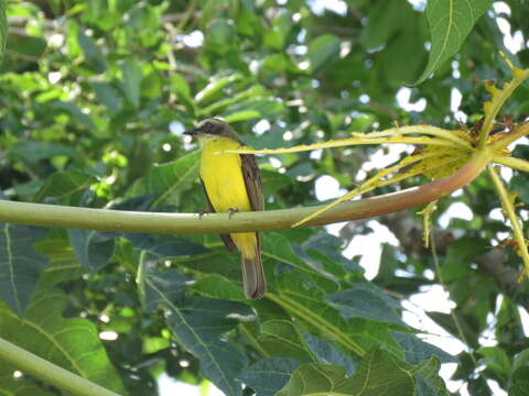 Image of Gray-capped Flycatcher