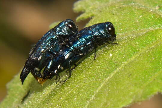 Agrilus acutus (Thunberg 1787) resmi