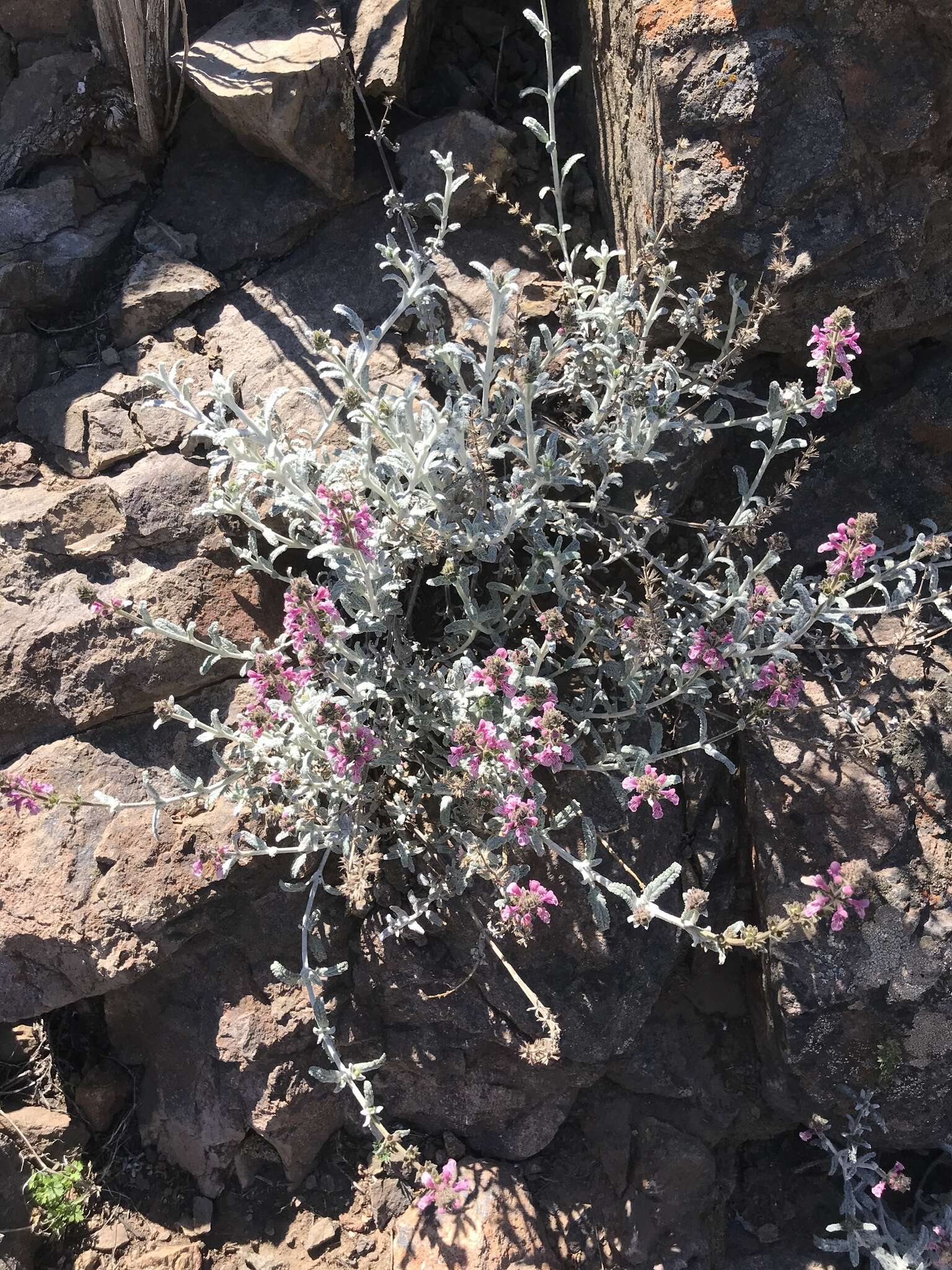 Image of Stachys albicaulis Lindl.