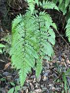 Plancia ëd Dryopteris tenuipes (Rosenst.) Seriz.