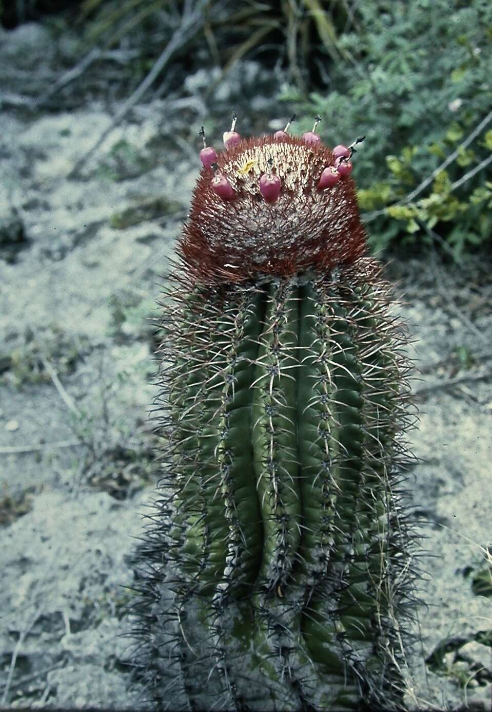 Image of Barrel Cactus