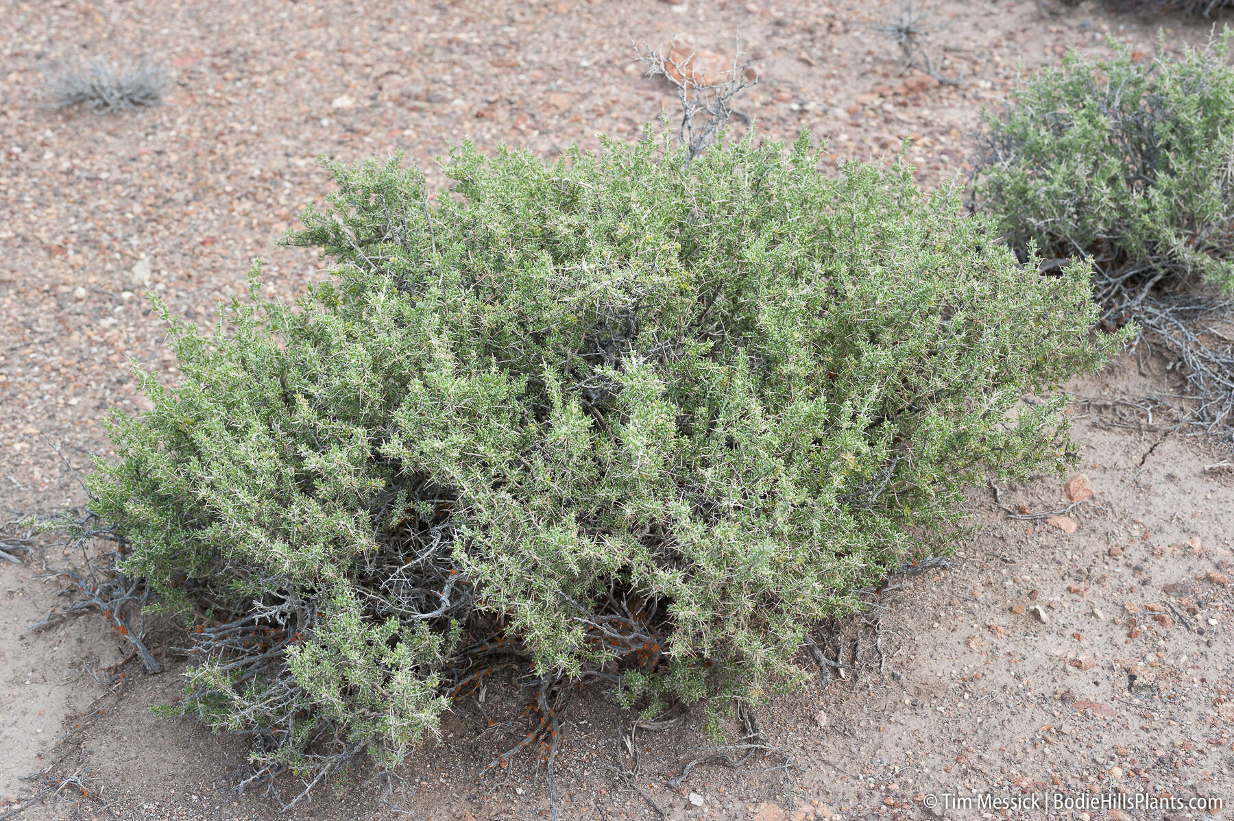 Image of Bailey's greasewood