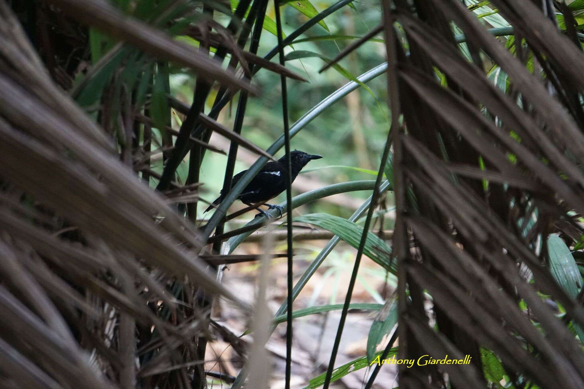 Image of White-shouldered Antbird