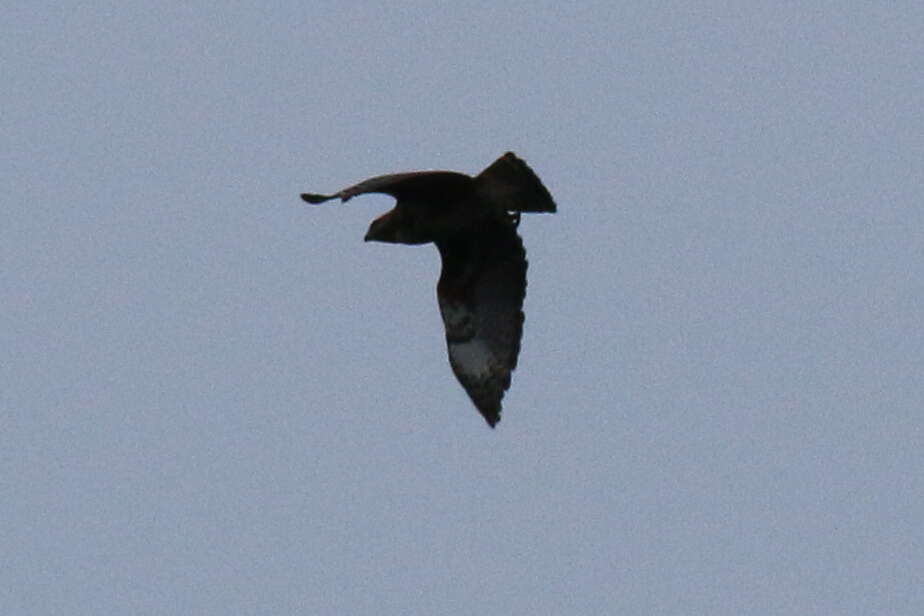 Image of Madagascan Buzzard