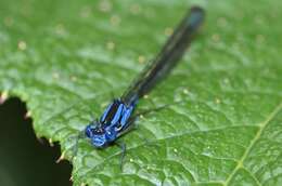 Image of Argia terira Calvert 1907