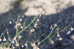 Image of Dugway buckwheat