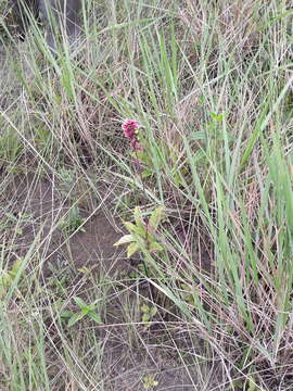 Image of Amasonia campestris (Aubl.) Moldenke