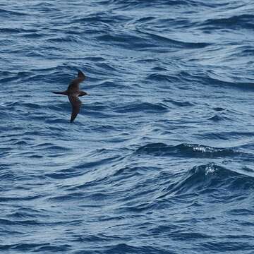 Image of Wedge-tailed Shearwater