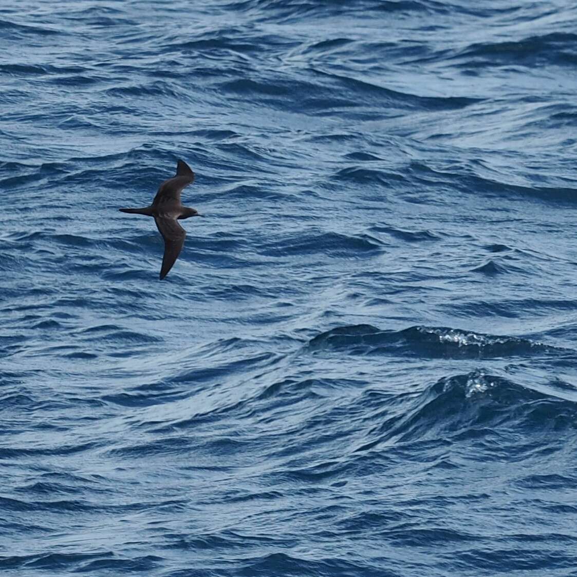 Image of Wedge-tailed Shearwater