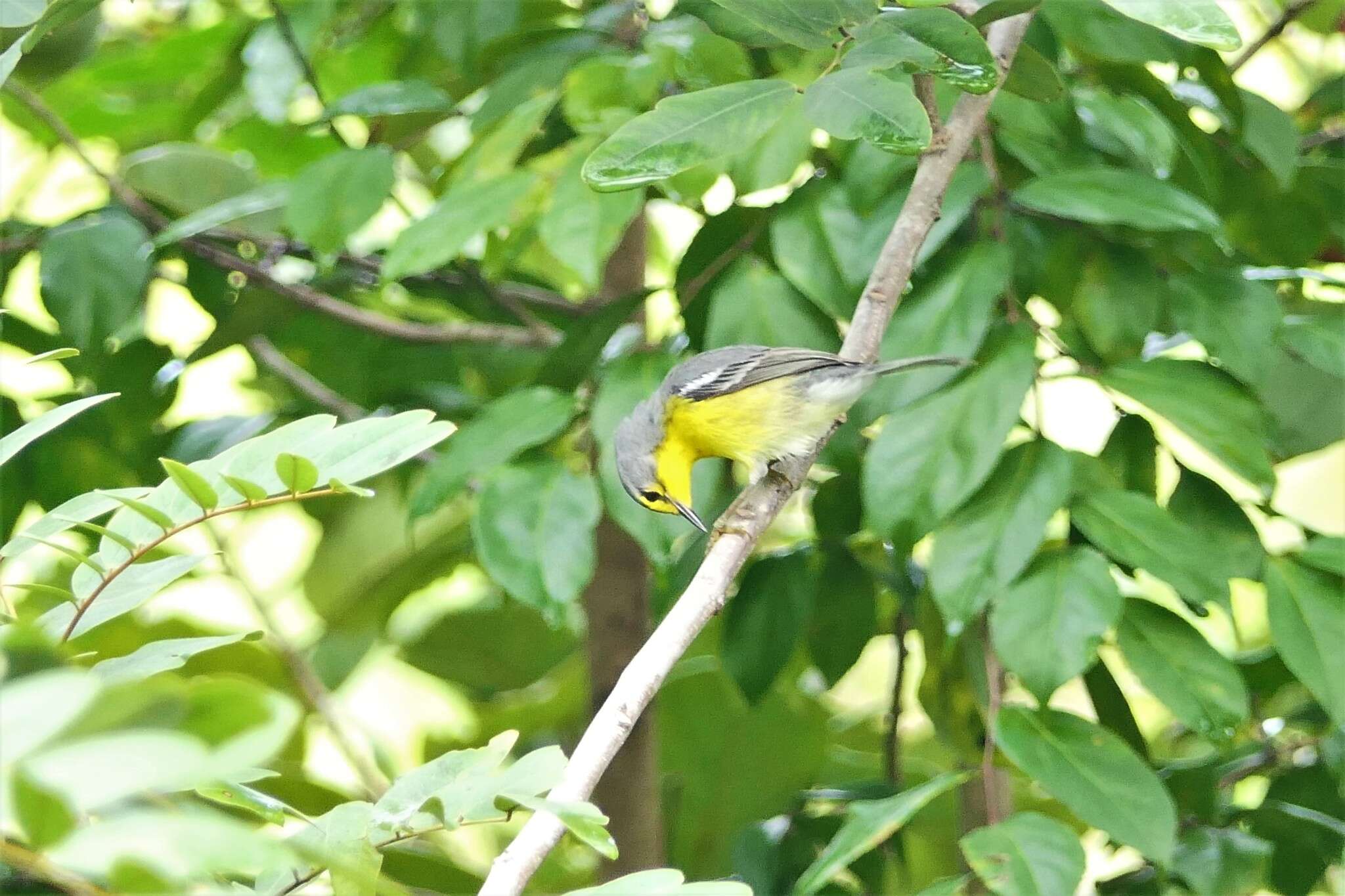 Imagem de Setophaga adelaidae (Baird & SF 1865)