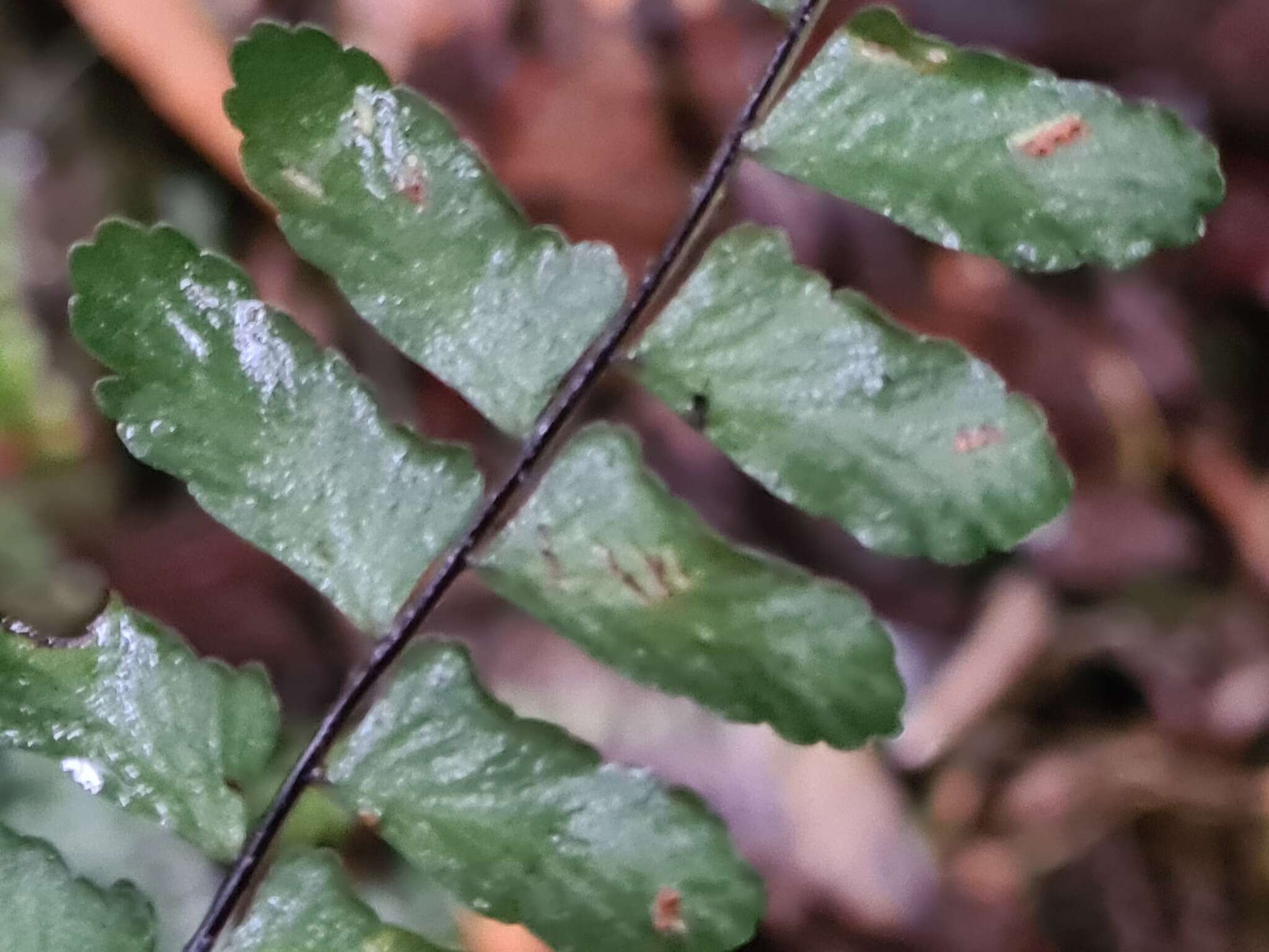 Imagem de Asplenium cirrhatum Rich. ex Willd.