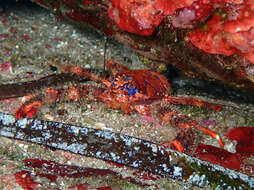 Image of spinous squad lobster