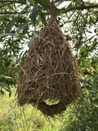 Image of Baya Weaver