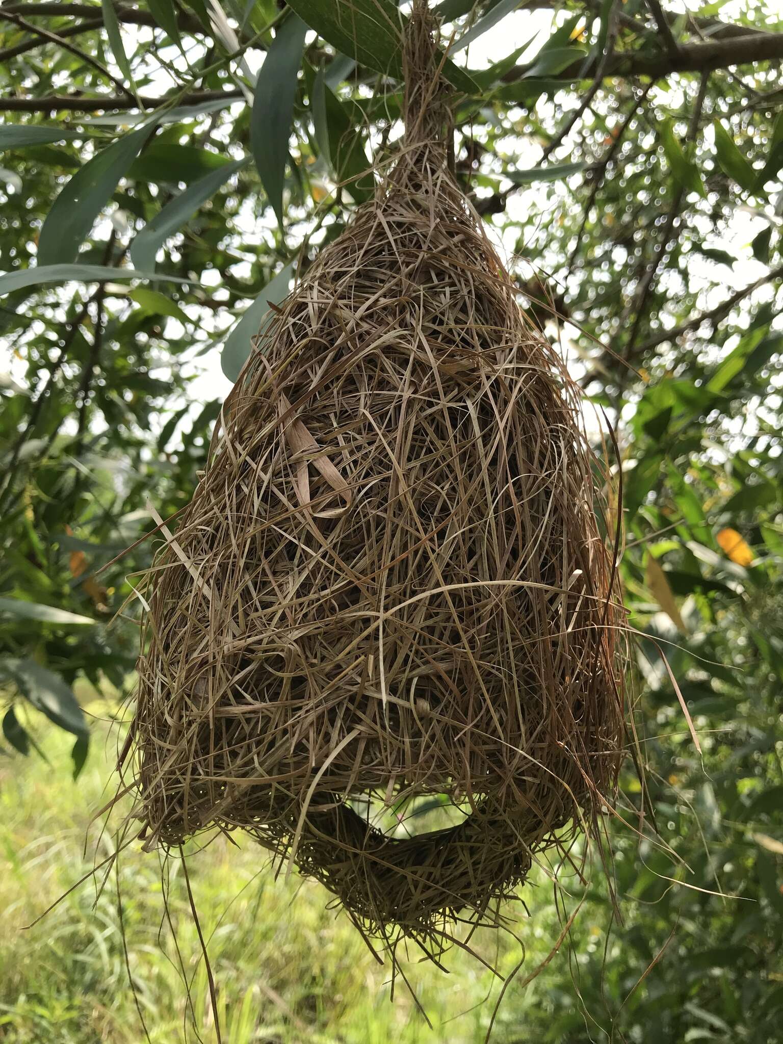 Image of Baya Weaver