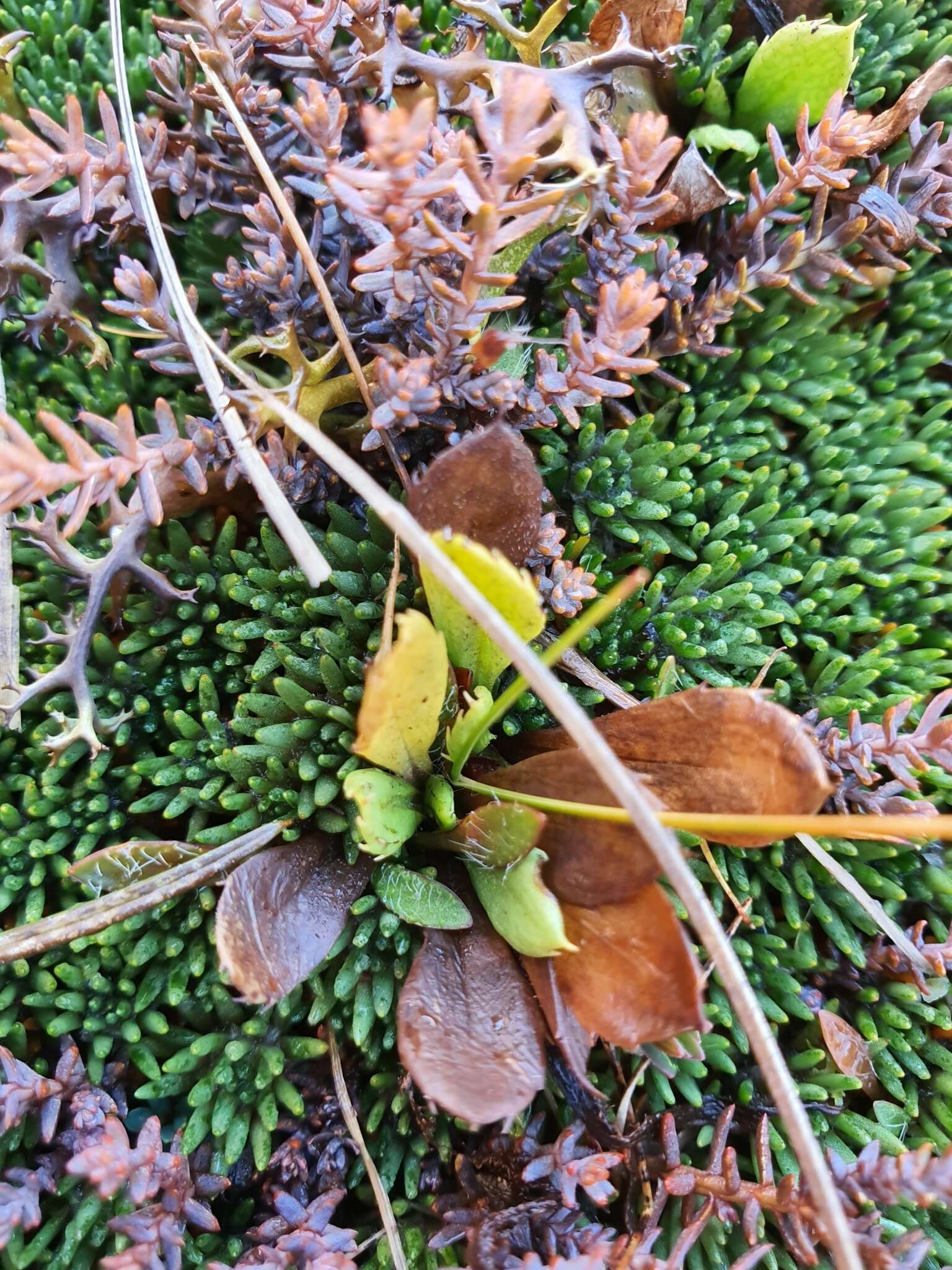 Image of Bog Mountain Daisy