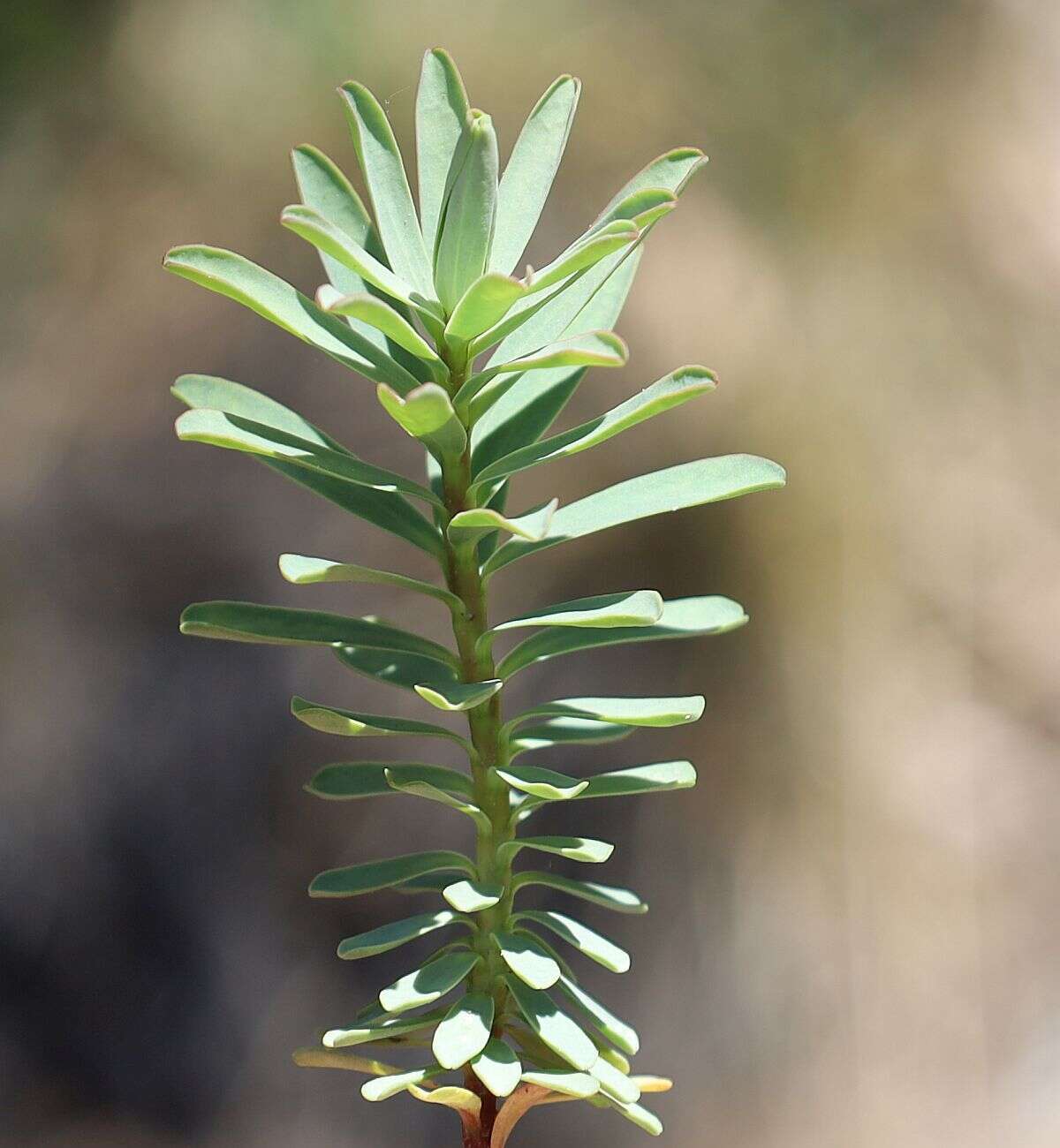 Sivun Euphorbia saxatilis Jacq. kuva