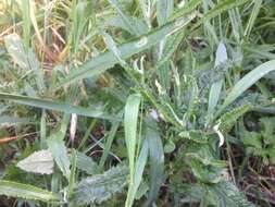 Image of Coastal Burnweed