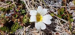 Image of Euphrasia petriei Ashwin