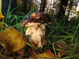 Image of Leccinum melaneum (Smotl.) Pilát & Dermek 1974