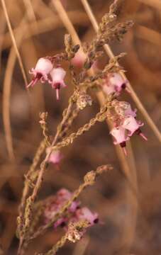 Image of Erica wildii Brenan