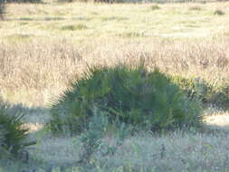 Image of fan palm