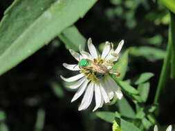 صورة Agapostemon sericeus (Förster 1771)