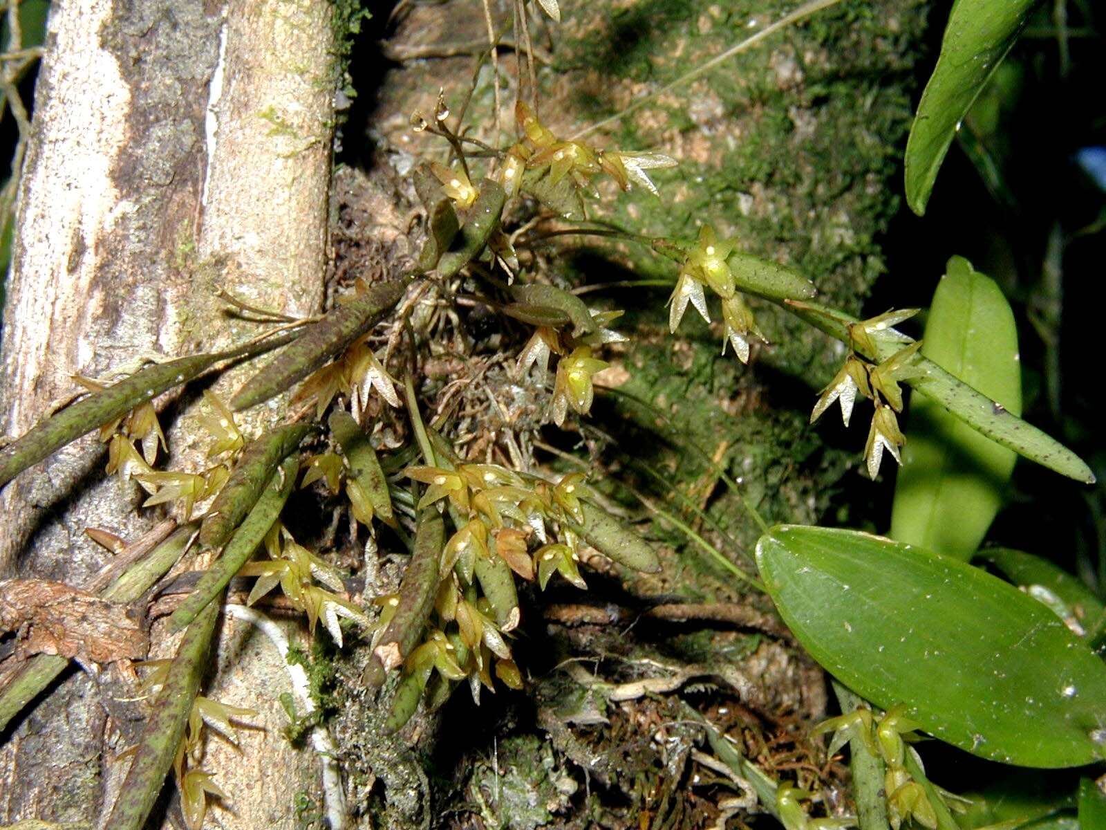 Image of Acianthera hygrophila (Barb. Rodr.) Pridgeon & M. W. Chase