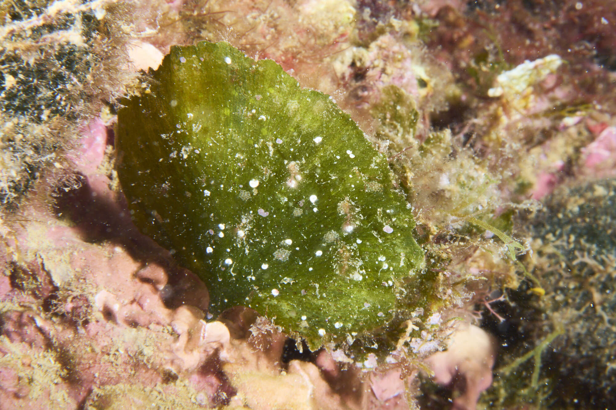 Image of Flabellia petiolata