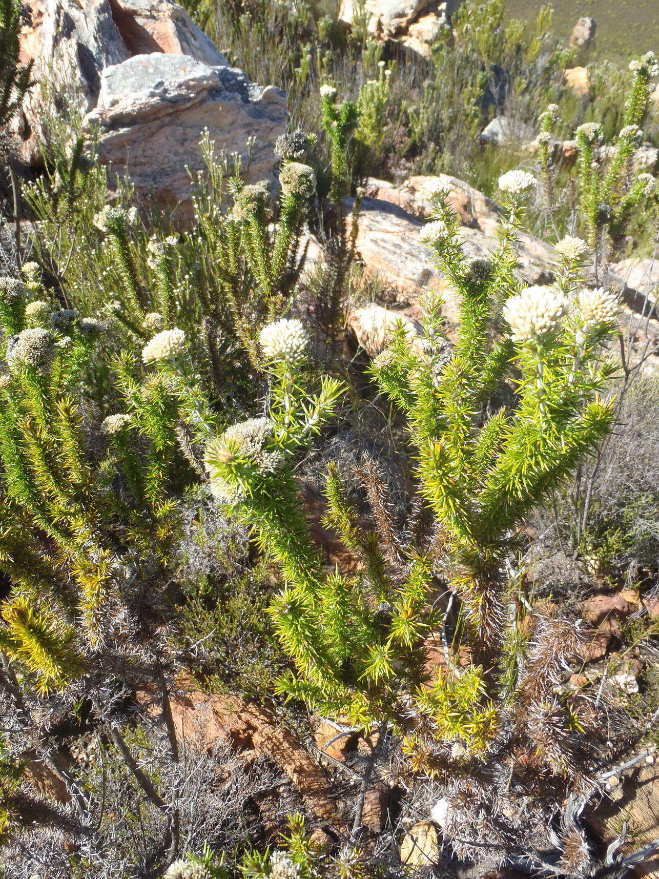 Image of Pointy Blombush