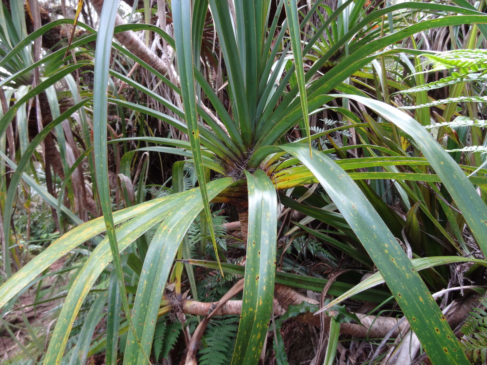 Image of Pandanus montanus Bory