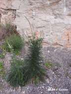 Image of Reseda suffruticosa Loefl.