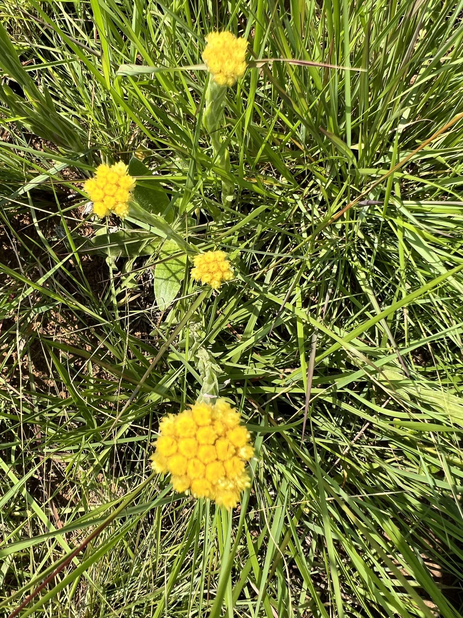 Imagem de Helichrysum subluteum Burtt Davy