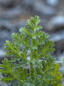 Daucus pumilus (L.) Hoffm. & Link resmi