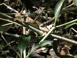 Image of Mexican Parrot Snake